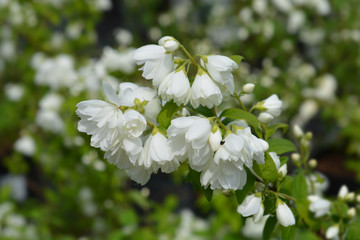 Mock orange Virginal