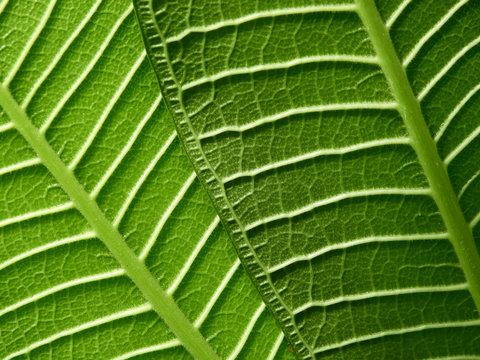 Closeup Green Plumeria Leaf Texture