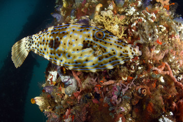 Big Filefish -  Aluterus scriptus. Swims under the pier. Jetty dive site, Padang Bay, Bali, Indonesia. 