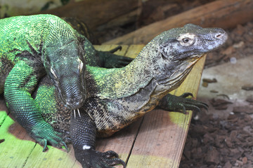 two Komodo dragons