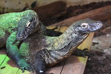 green komodo dragons