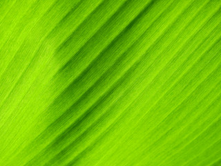 green banana leaf texture