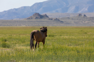 Majestic Wild Horse in the Utah Desert