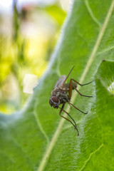 One little fly sits on a green leaf of a plant in nature. Vertical view