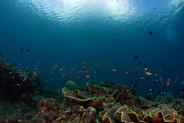 Amazing underwater world - big hard, soft corals. Blue clear sea water. Underwater background. Tropical seas. 