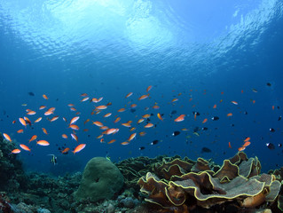 Naklejka na ściany i meble Amazing underwater world - big hard, soft corals. Blue clear sea water. Underwater background. Tropical seas. 