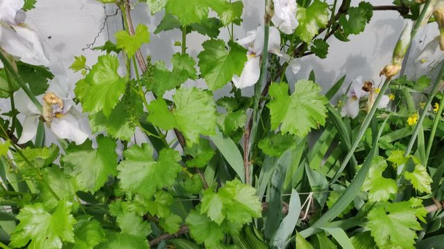 4k grapes and blooming flowers