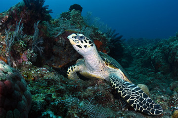 Obraz na płótnie Canvas Hawksbill Turtle - Eretmochelys imbricata. Coral reefs. Diving and wide angle underwater photography. Tulamben, Bali, Indonesia.
