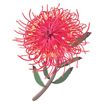Blooming Grevillea Dark Pink Vector illustration