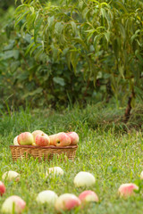 Red apples and wicker basket on green grass in the orchard.