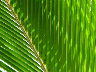 green coconut leaf with shadow