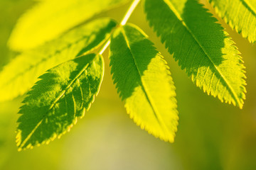 Rowan branch with green leaves and copy space. Sorbus aucuparia or mountain-ashes branch. Sunny...
