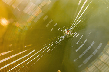 Beautiful spider web in sunshine. Macro photo. Close up