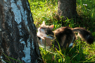 Tricolor cat sharpening their claws on the trunk of birch tree in house garden
