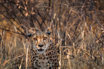 Gepard in Sanne , Namibia