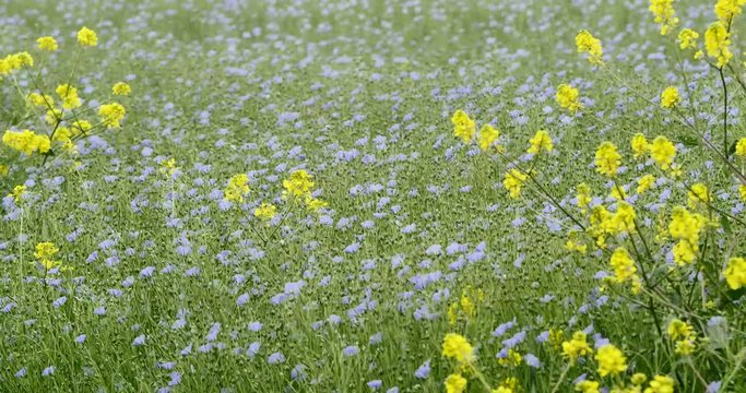 beautiful view of a field of flax in bloom