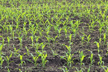 Fototapeta na wymiar Young green corn seedlings in spring on agricultural field