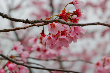 Sakura Rosa