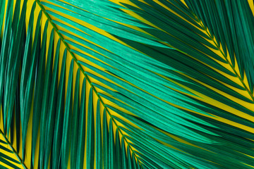 Green palm leaves on a bright yellow background. summer concept