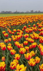 Field of tulips Nort Holland Netherlands