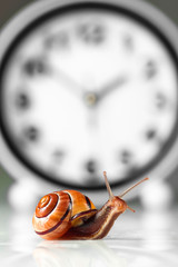 Time lapse concept - snail and clock isolated on white © GieZetStudio