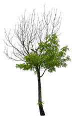 Obraz premium Beautiful tree isolated on white background. Suitable for use in architectural design or Decoration work. Used with natural articles both on print and website.