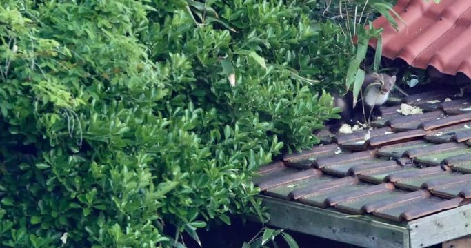 family of martens living in the garden
