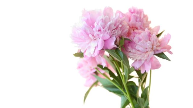 bouquet of blooming peonies on white background