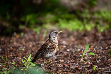 Free fieldfare