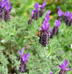 Biene am Lavendel