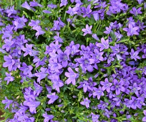 Fototapeta premium Campanula