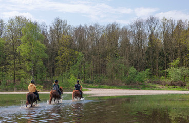 Horseriding Havelte drente Netherlands