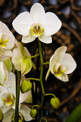 Fototapeta na wymiar White orchids home decoration detail