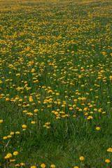 Field of dandelions Havelte drente Netherlands