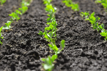 Young pea (Pisum) sprouts in a sunny vegetable garden