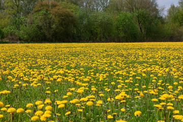 Field of dandelions Havelte drente Netherlands