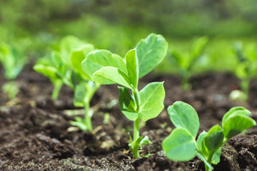 Young pea sprouts in a sunny vegetable garden