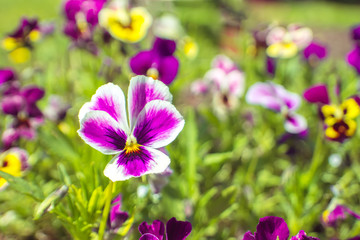 Beautiful natural background with bright pansies