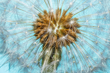 Dandelion