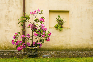 Fototapeta na wymiar A potted dark pink rhododendron growing in a garden in north east Italy. It is wet from recent rain