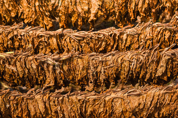 Dried tobacco leaves before being processed into cigarettes