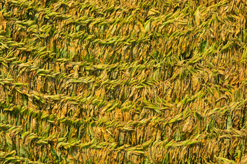 Dried tobacco leaves before being processed into cigarettes