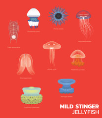 Various Mild Stinger Jellyfish Set Vector