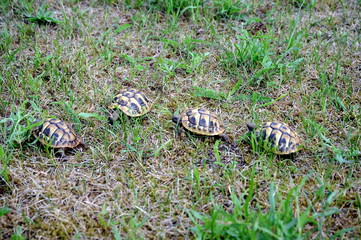 Schildkrötenparade