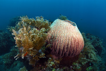 Naklejka na ściany i meble Amazing underwater world - big sea sponges. Blue underwater background. Tulamben, Bali, Indonesia. 