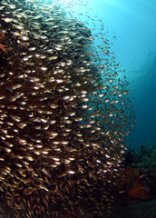 Naklejka na ściany i meble A big school of small glass fish. Underwater world, wide angle photography. Tulamben, Bali, Indonesia.