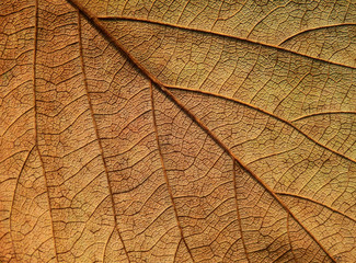 dry brown leaf texture ( Bastard teak,Bengal kino,Kino tree,Flame of the forest )