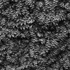 Fototapety  bluszcz okrywa roślinna na ścianie czarno-biały styl white