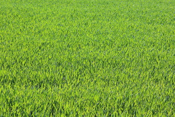 Natural green background with juicy spring green grass