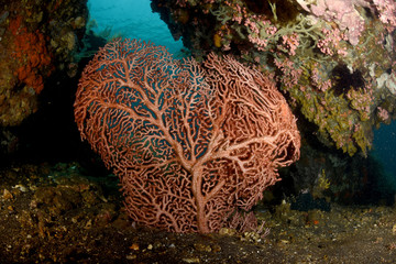 Big red hard coral in a cave. Wide angle underwater photography. Tulamben, Bali, Indonesia. 
